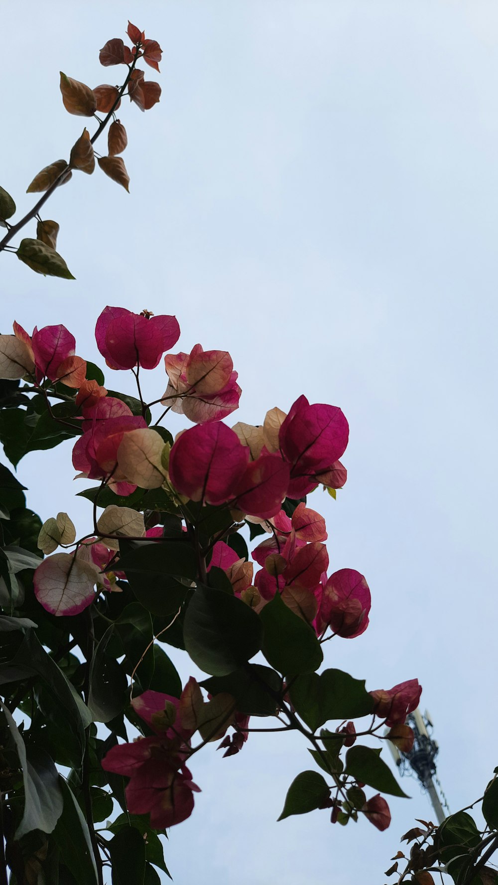 a bunch of flowers that are on a tree