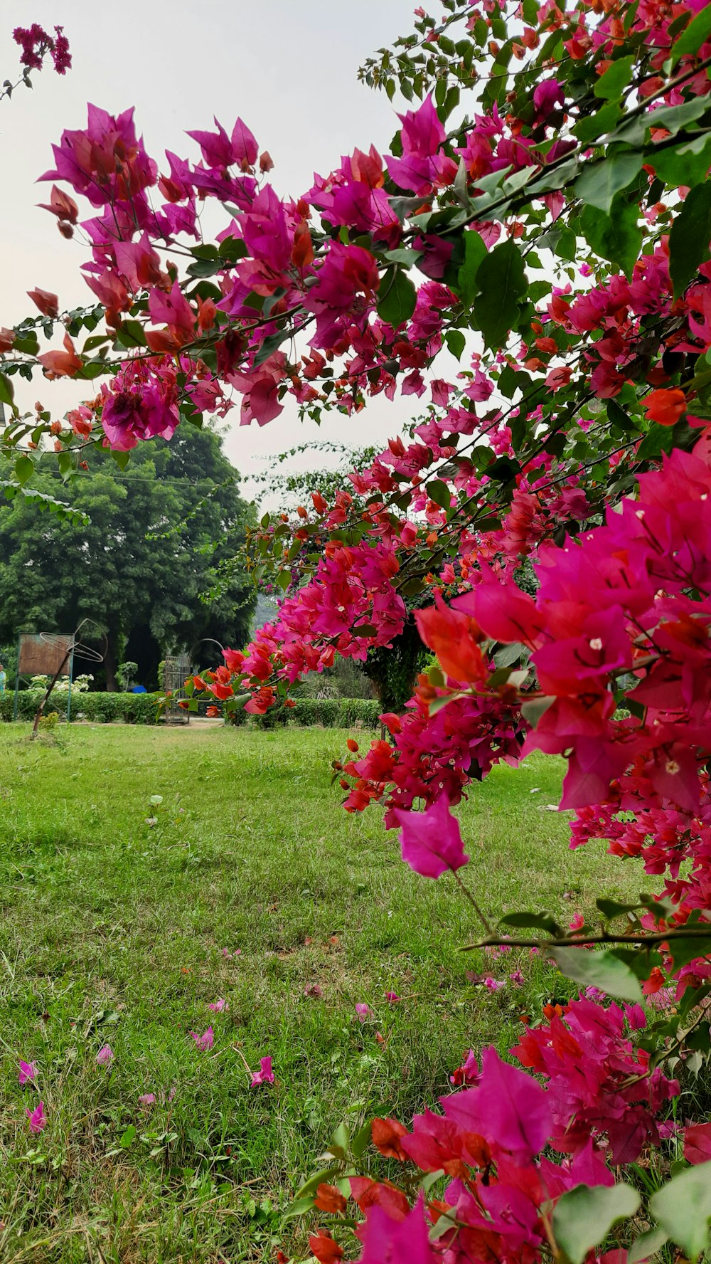 a field with pink flowers in the middle of it