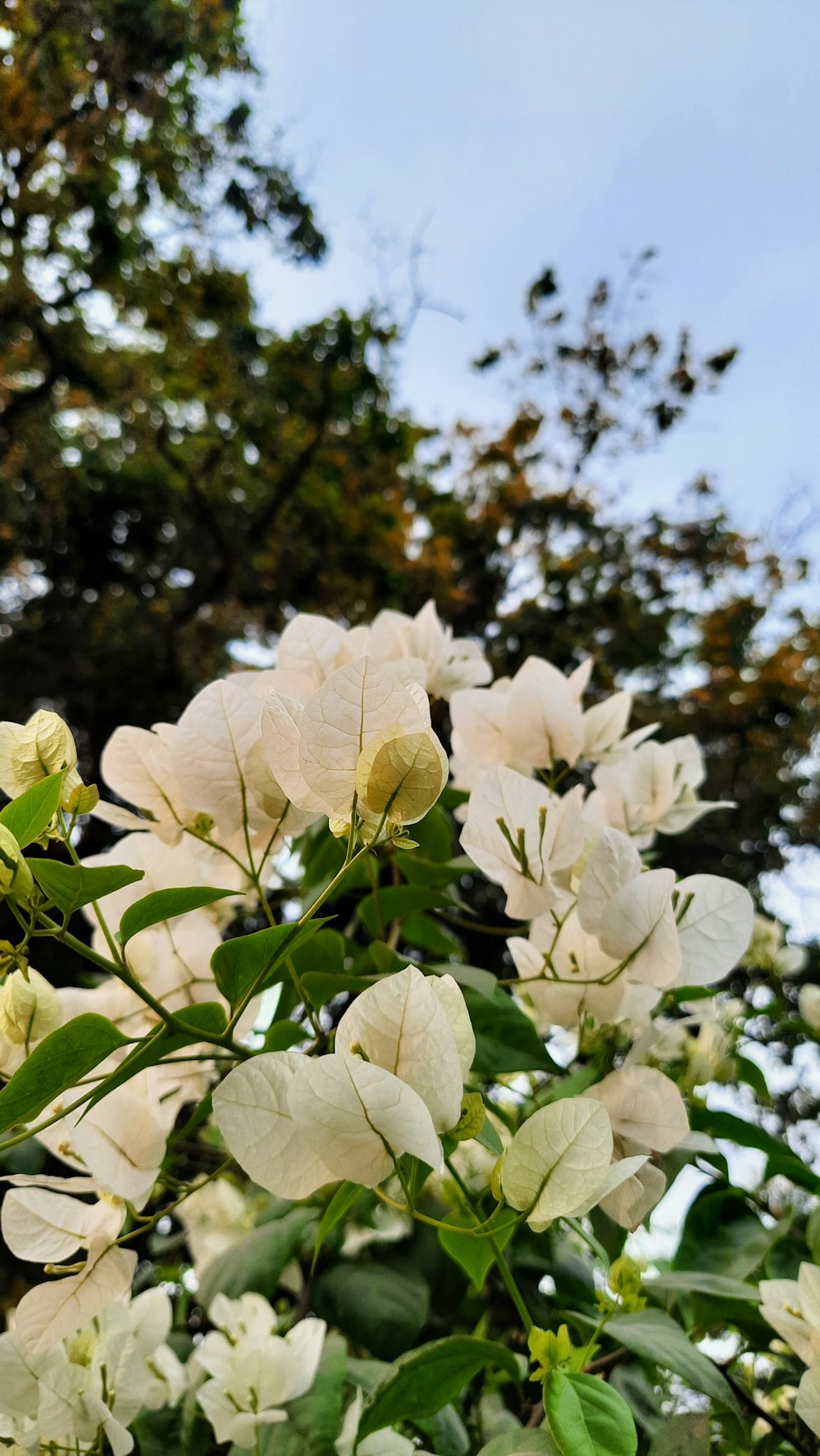 a bunch of white flowers that are on a tree