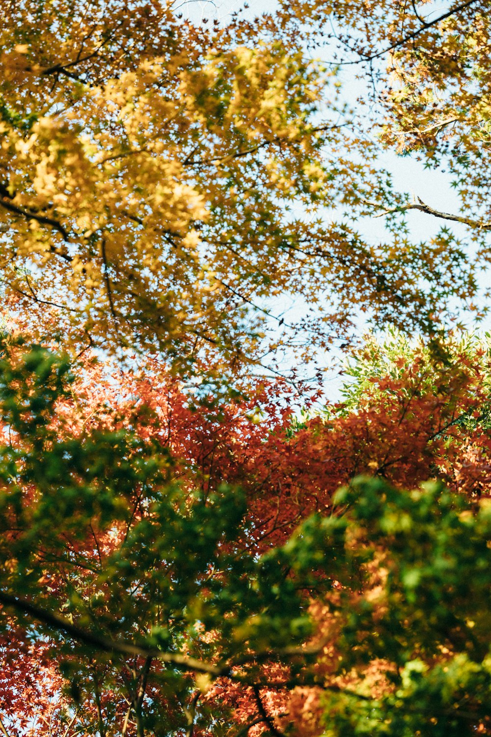 a clock tower in the middle of a forest