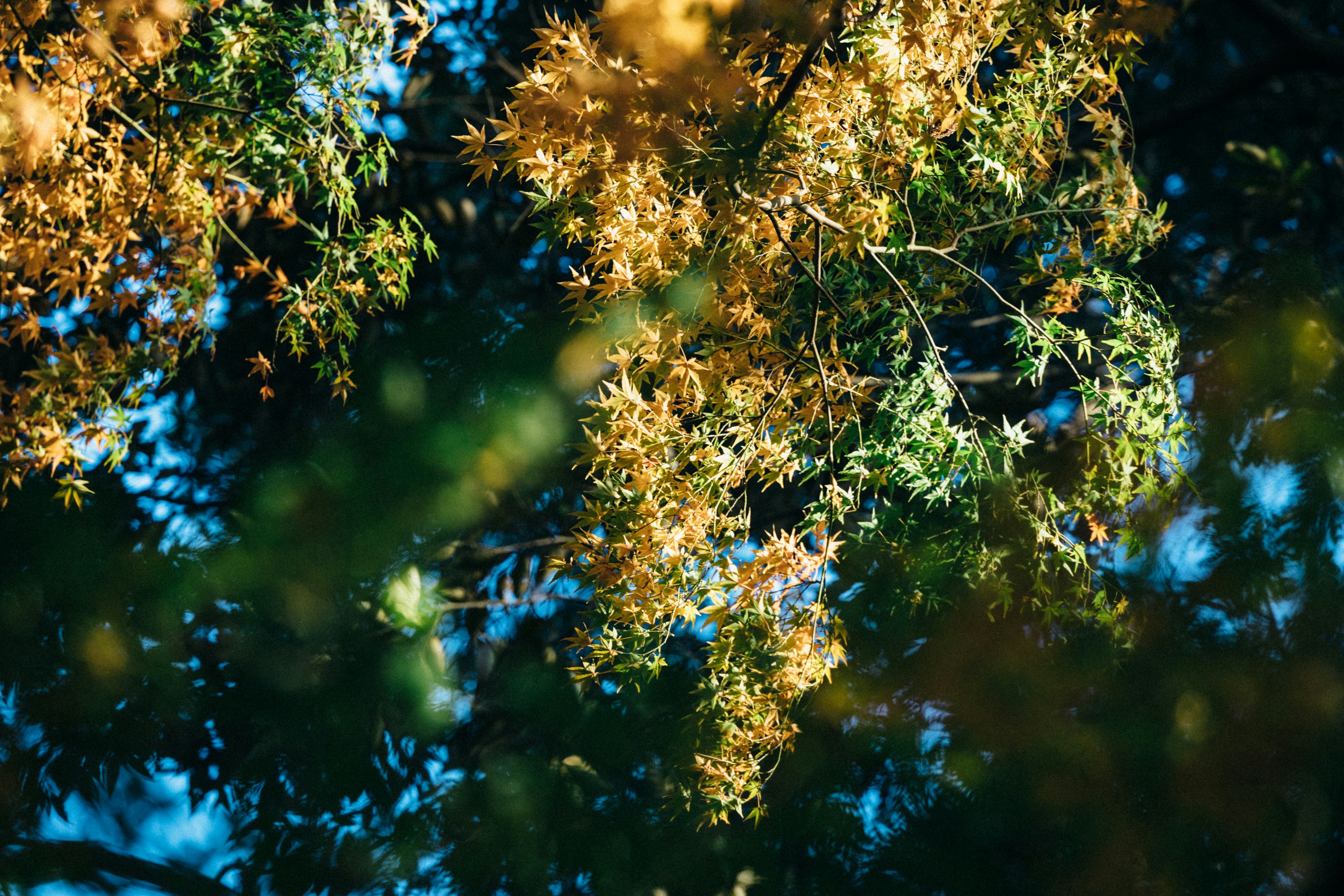 Photo by tsuyoshikozu