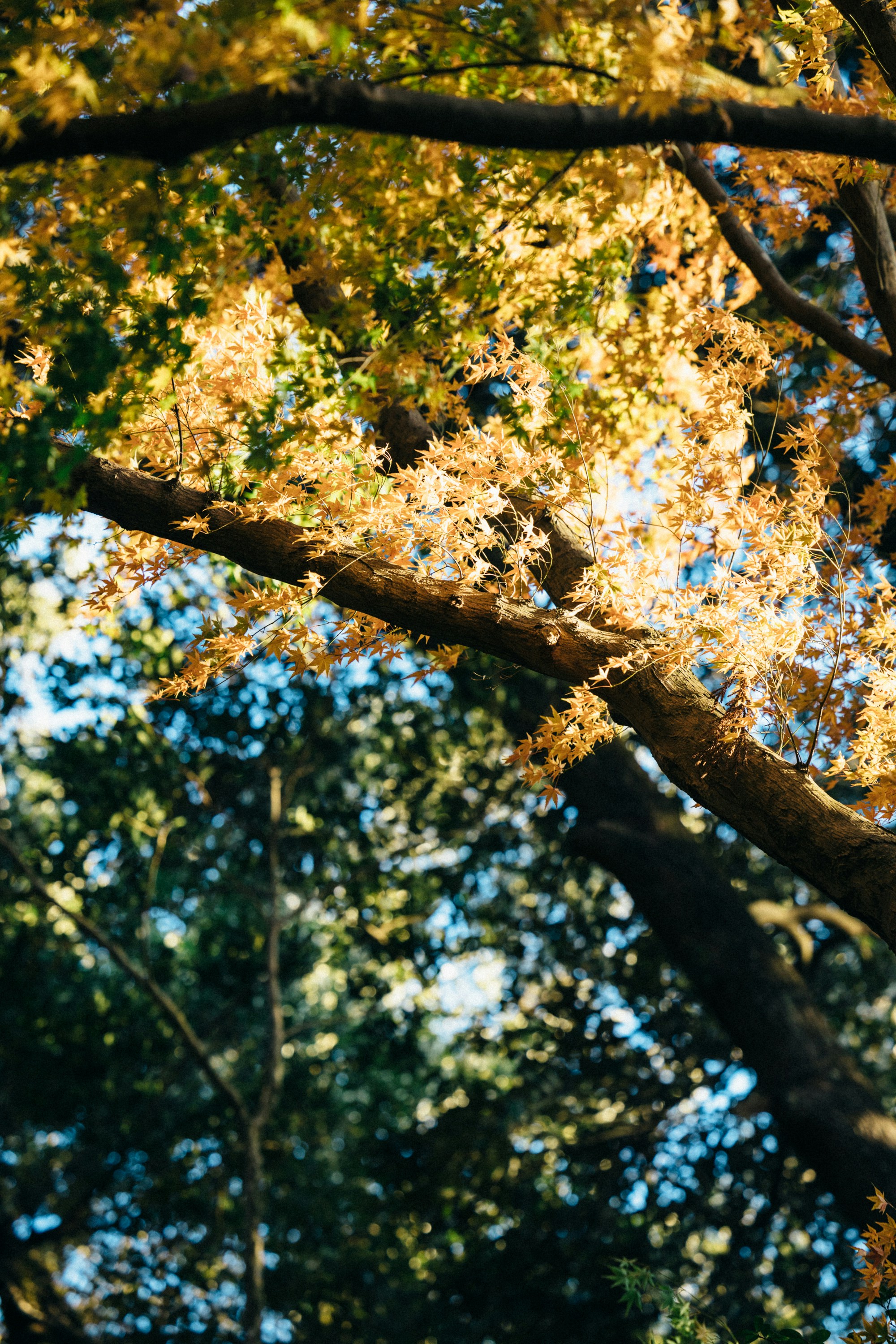 Photo by tsuyoshikozu