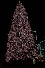 a large christmas tree is lit up at night