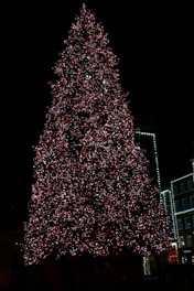a large christmas tree is lit up at night