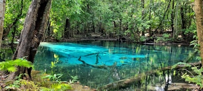 A sparkling blue pool with crystal-clear water reflecting sunlight, surrounded by lush greenery.