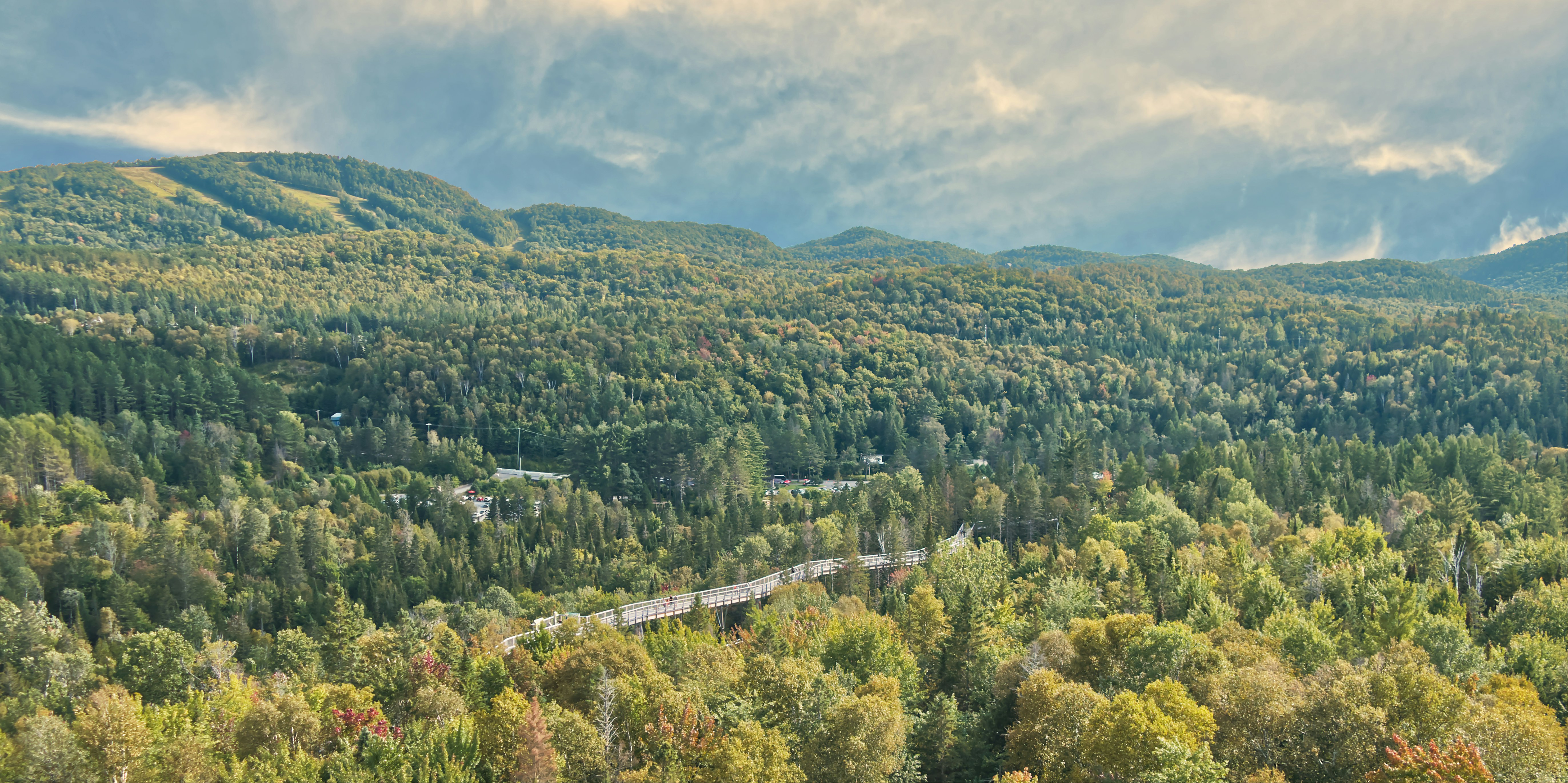 a train traveling through a lush green forest