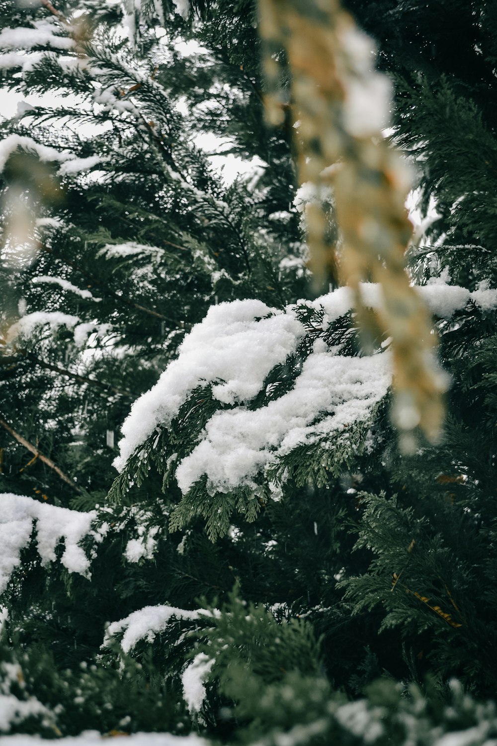 a snow covered pine tree in a forest