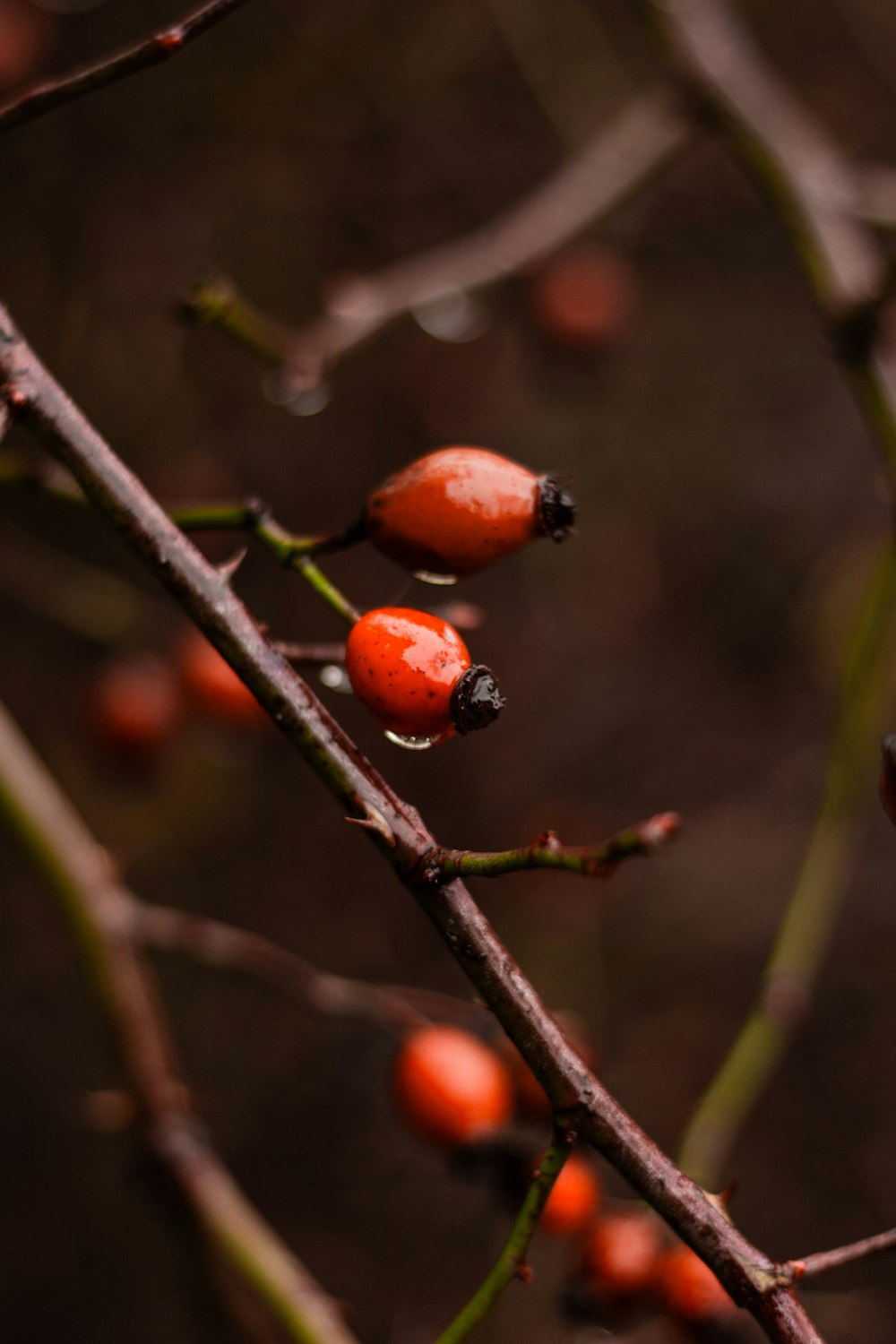 a close up of a branch with berries on it