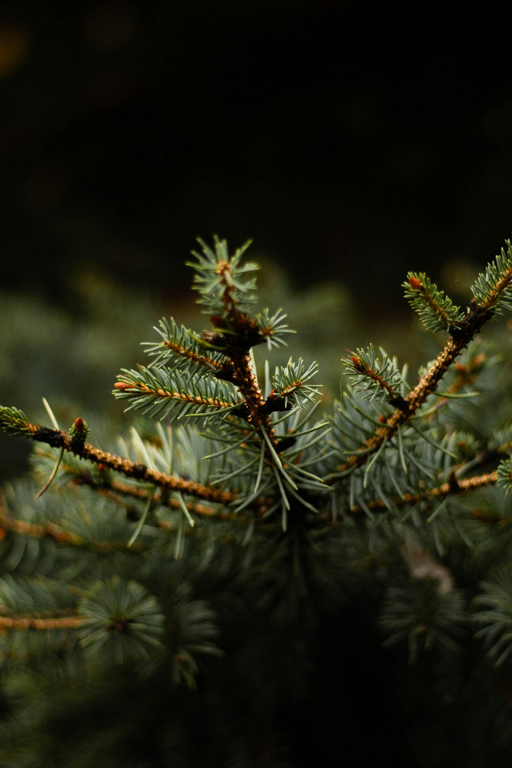 a close up of a pine tree branch