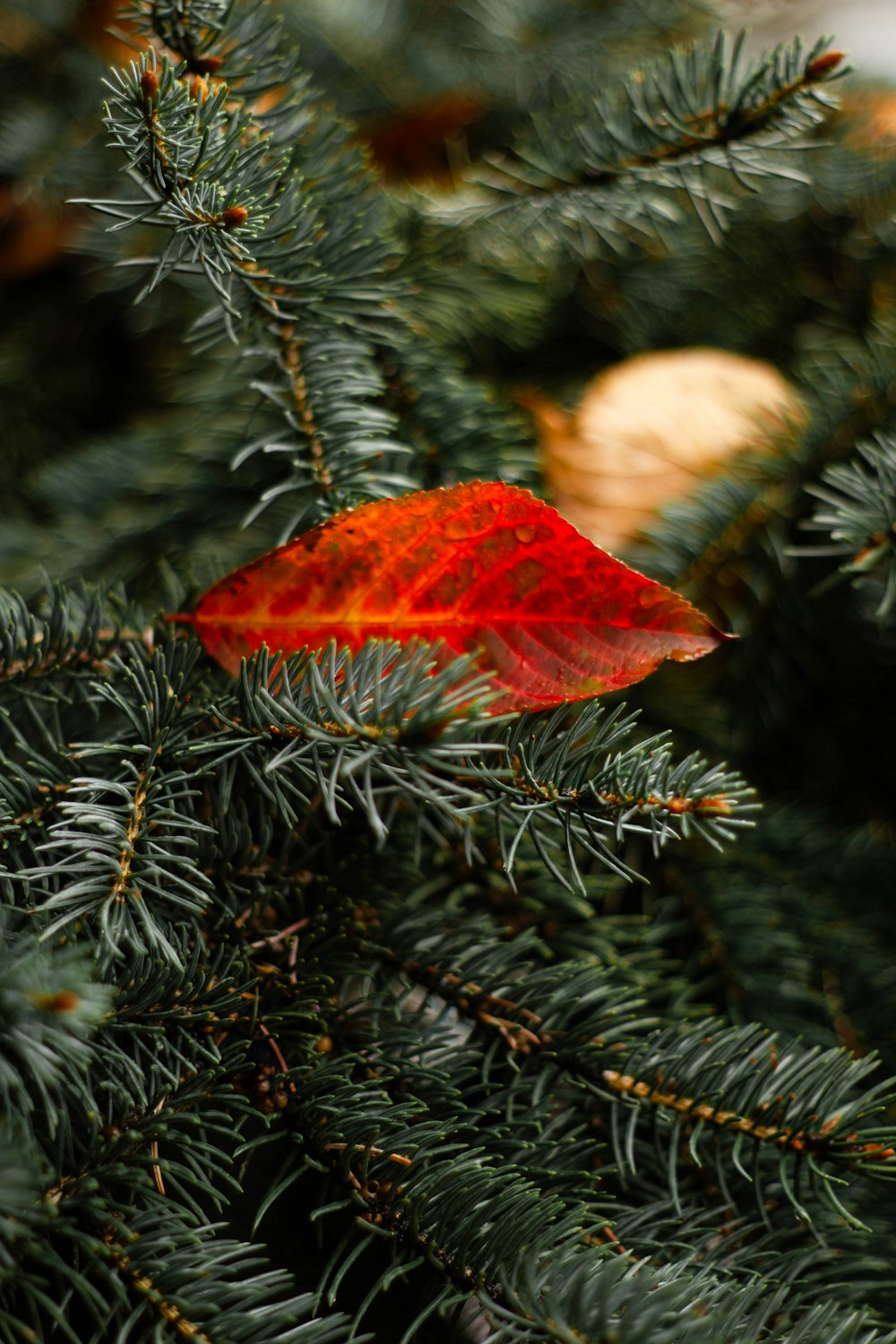 a red leaf sitting on top of a pine tree