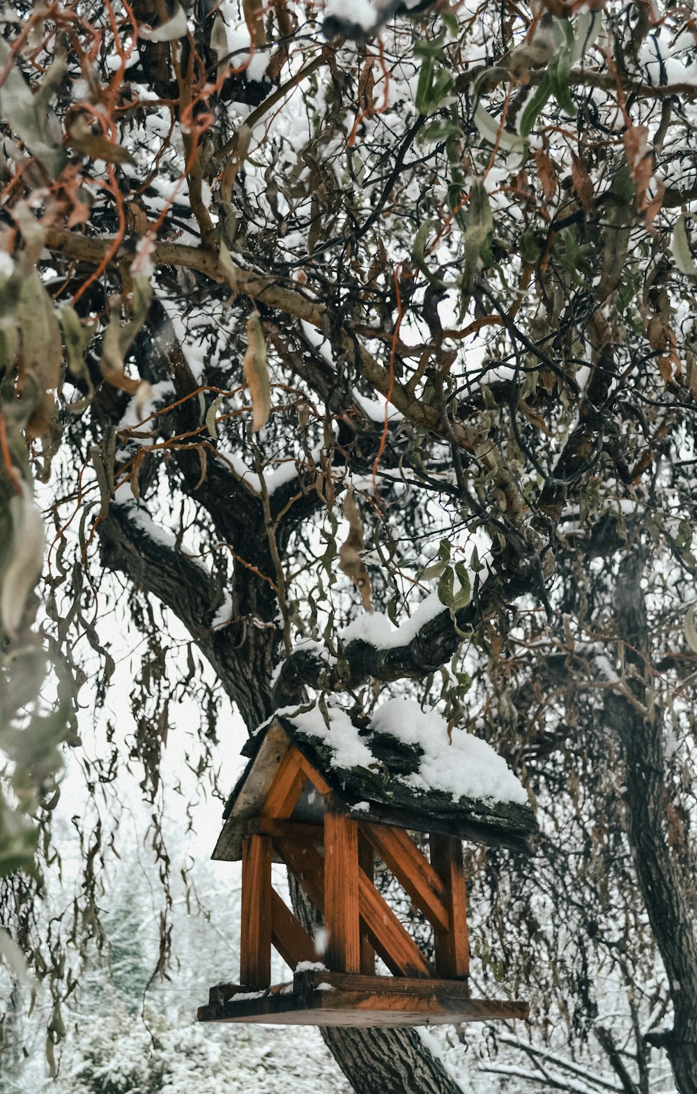 una casetta per uccelli su un albero coperto di neve