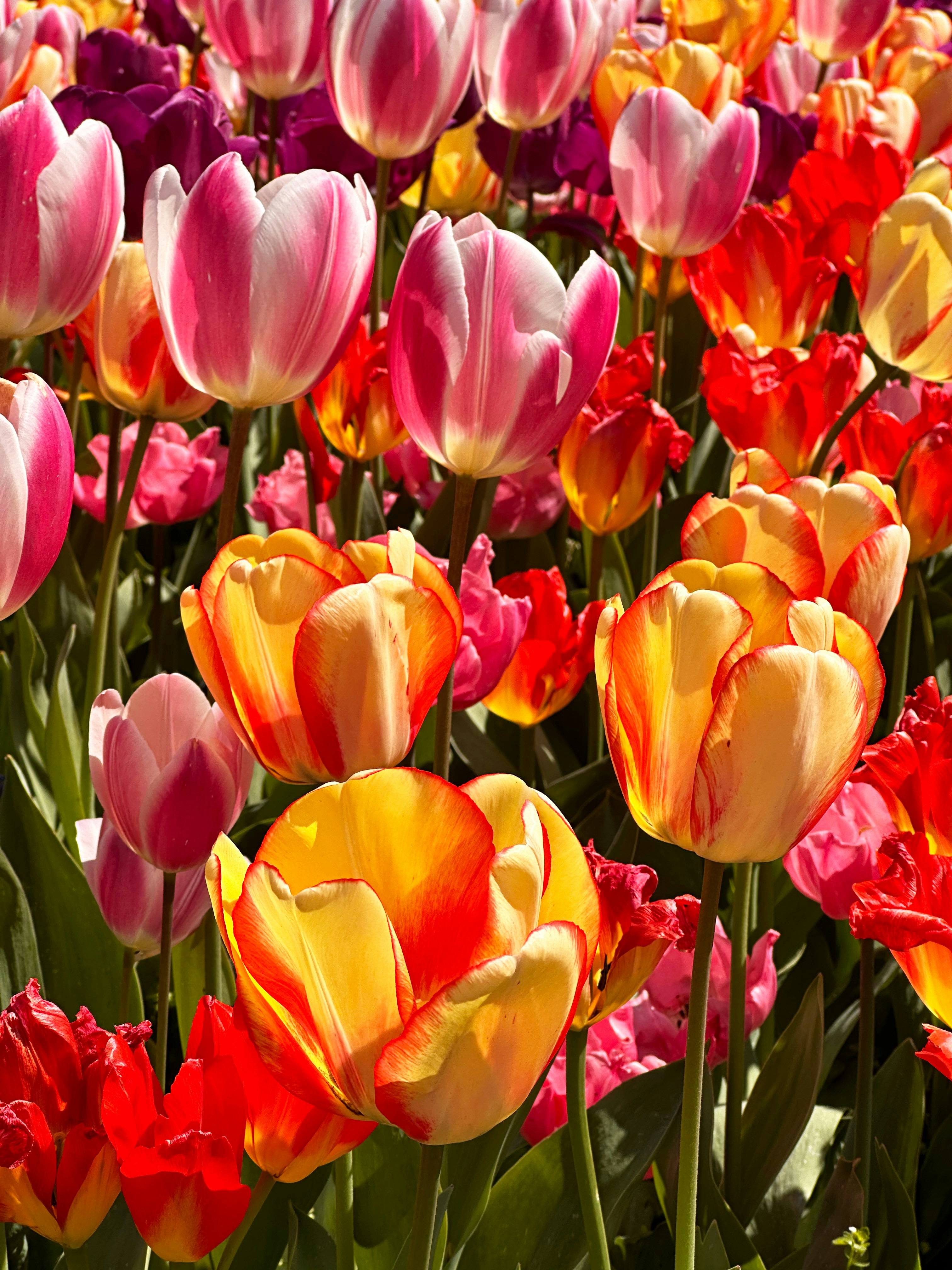 a field of colorful tulips in the sun