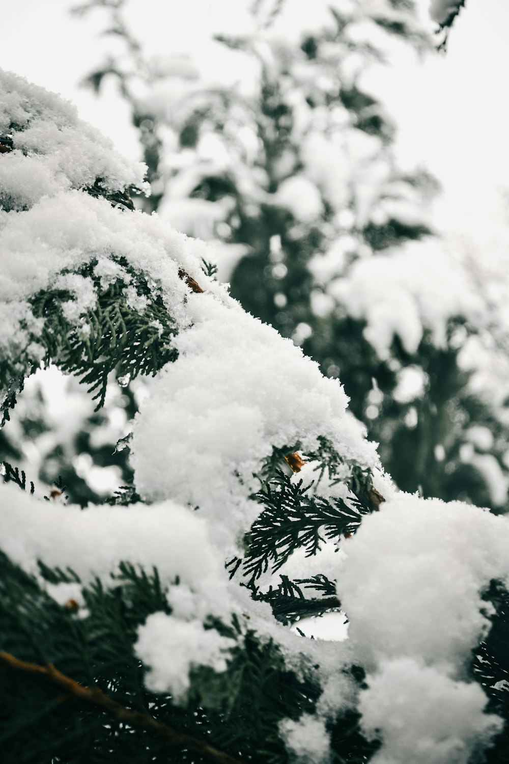 a pine tree covered in snow in a forest