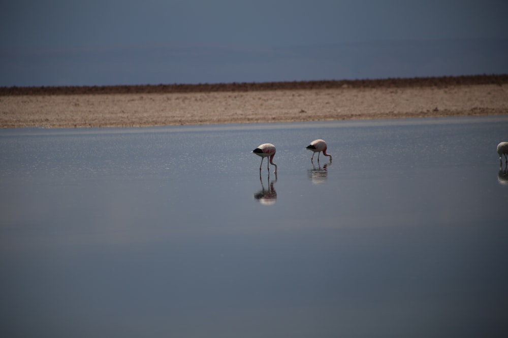 a couple of birds standing on top of a body of water