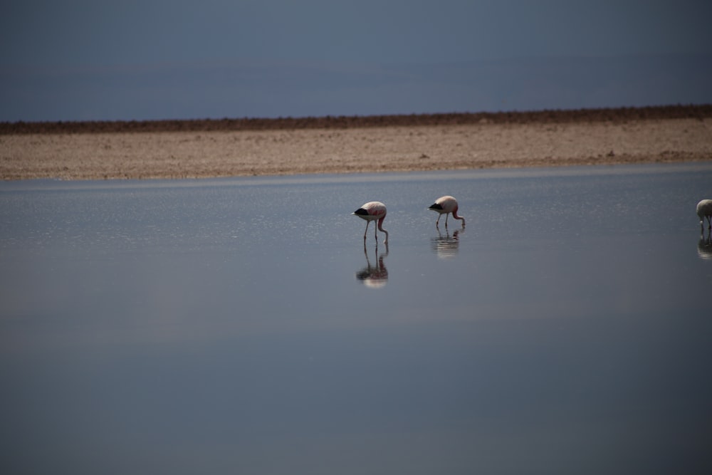 un couple d’oiseaux debout au-dessus d’un plan d’eau