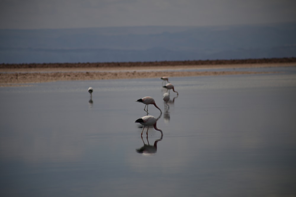 a group of birds standing on top of a beach