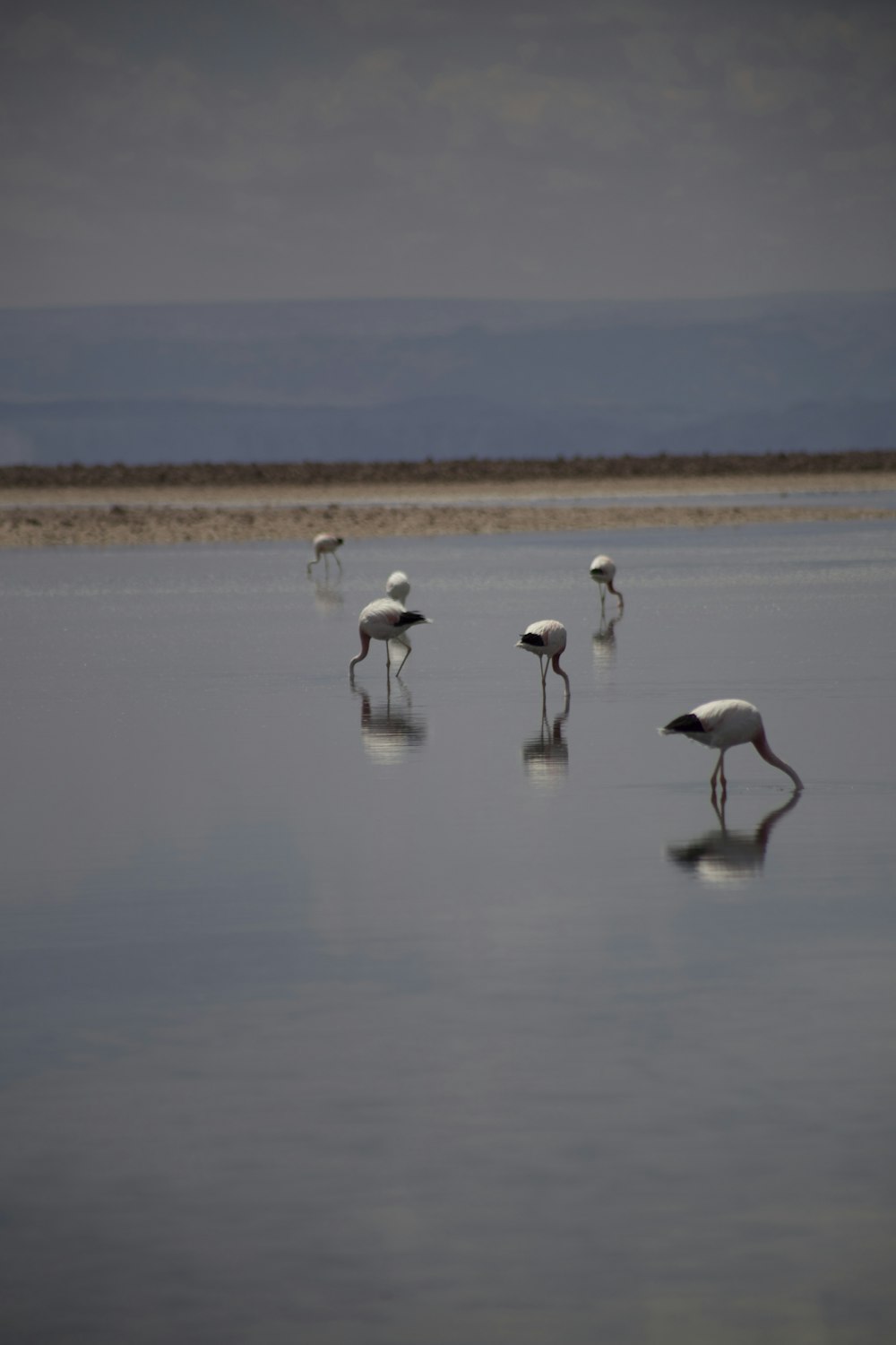 a group of birds standing on top of a body of water