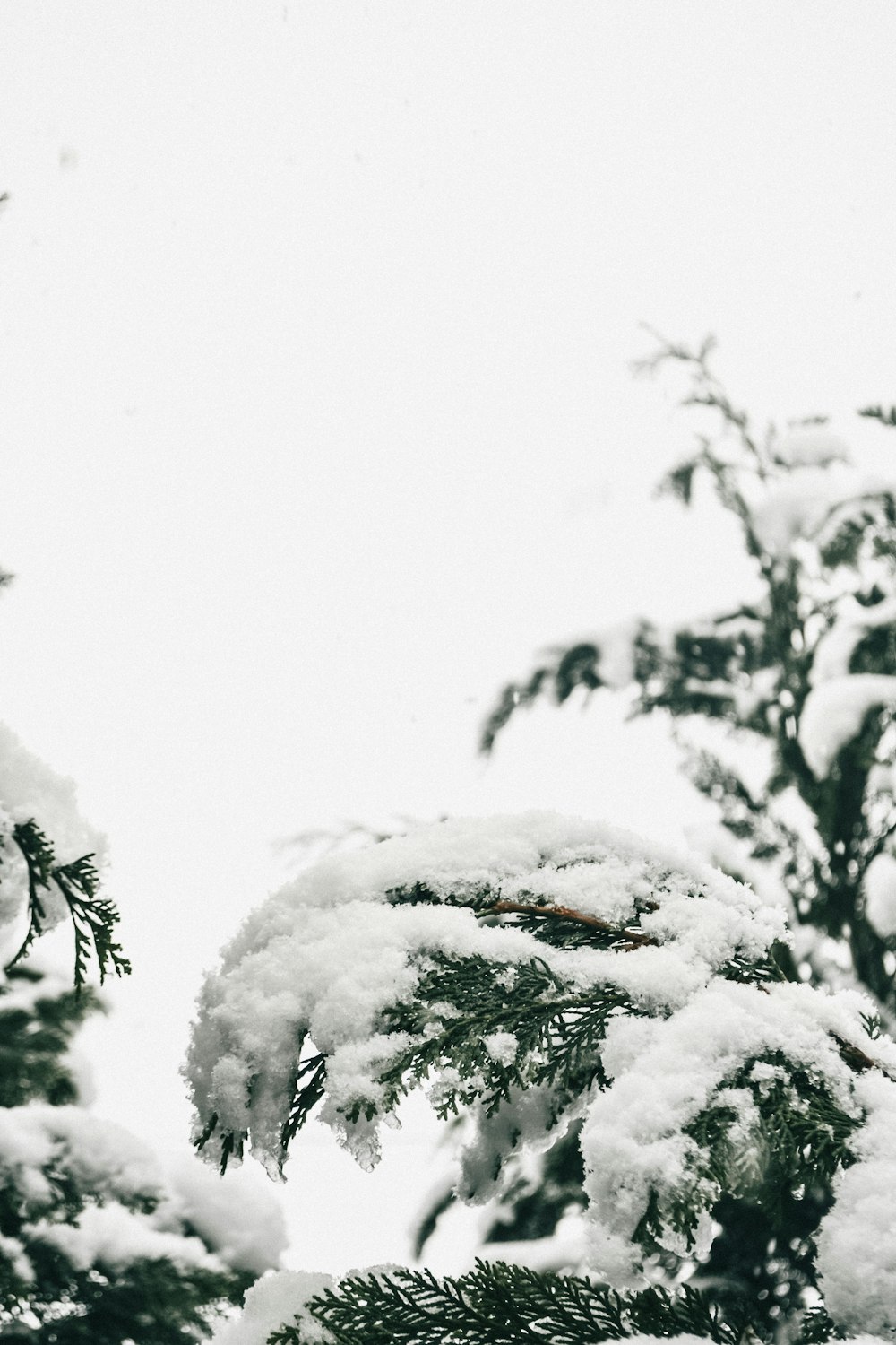 a black and white photo of snow covered trees