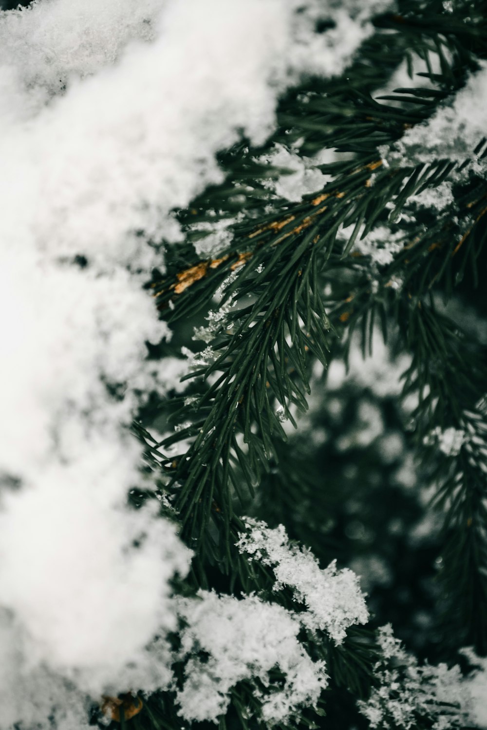 a close up of snow on a pine tree