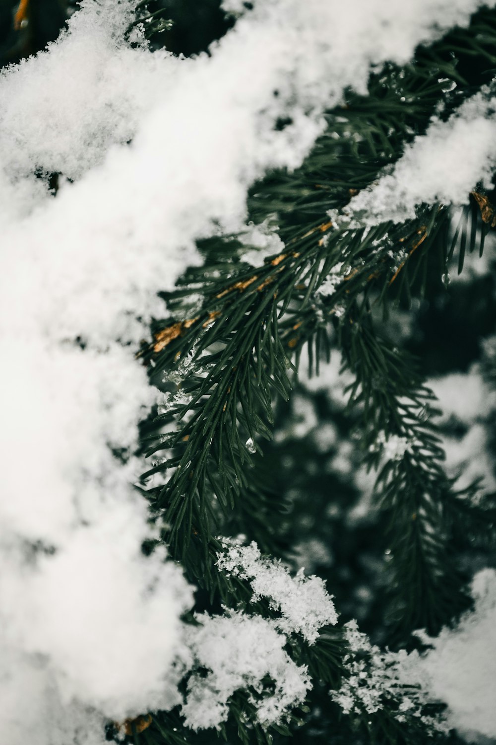 a close up of snow on a pine tree