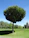 A lush, green tree with a thick canopy stands prominently in a well-maintained grassy area. The sky is clear and bright blue. In the background, there is a large, historic building with a prominent tower. Several other trees and tall, slim poles are present, along with a parked vehicle.