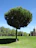 A lush, green tree with a thick canopy stands prominently in a well-maintained grassy area. The sky is clear and bright blue. In the background, there is a large, historic building with a prominent tower. Several other trees and tall, slim poles are present, along with a parked vehicle.