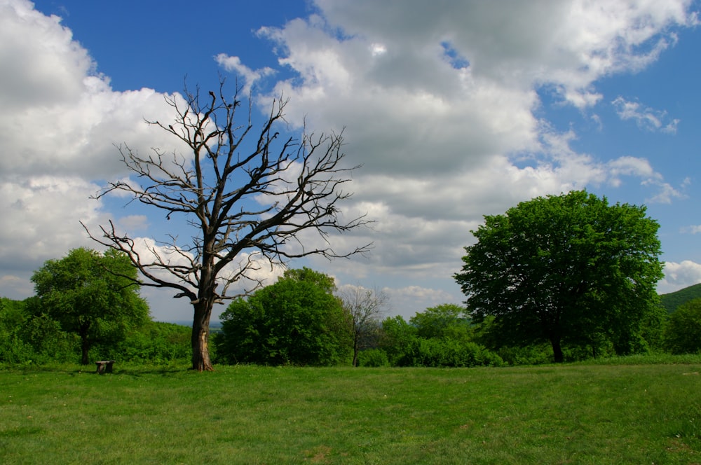 a lone tree in a grassy field under a cloudy sky