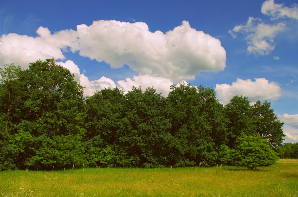 a grassy field with trees and clouds in the background