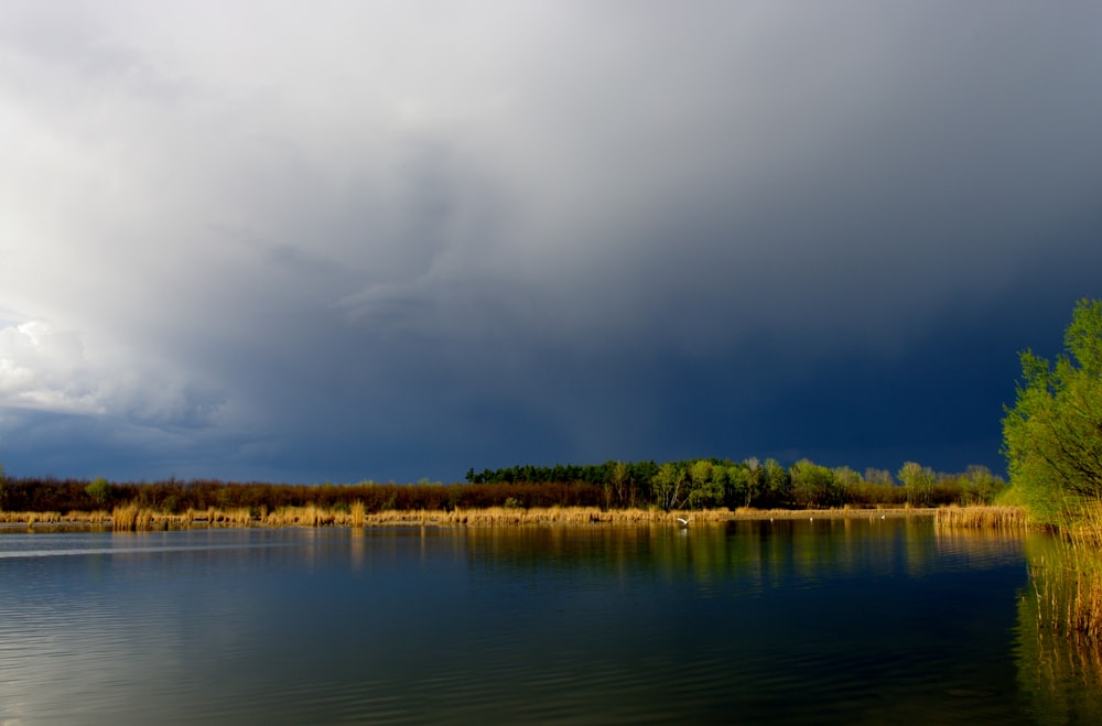 a large body of water surrounded by a forest