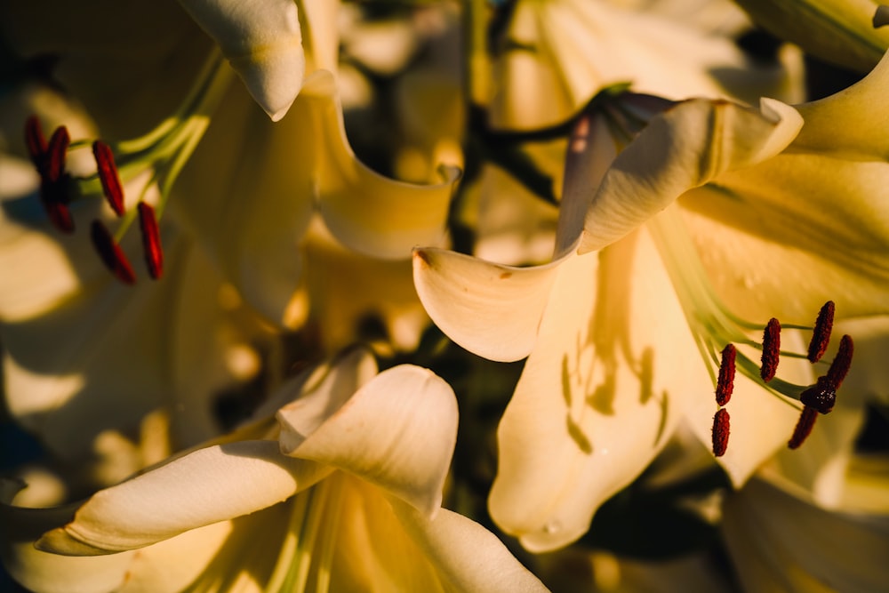 a close up of a bunch of yellow flowers