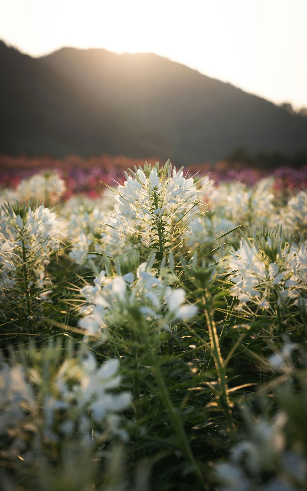 a field of flowers with a mountain in the background