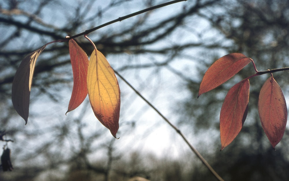 a close up of a tree branch with leaves