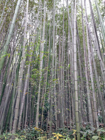 Tall, slender bamboo stalks densely packed together in a forest setting. The bamboo poles rise vertically, with some young green shoots intertwining in the lower sections. The foliage is lush and vibrant, with various shades of green, creating a serene and natural atmosphere.