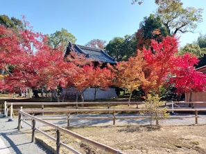 A scenic shot of the embassy’s garden with maple trees in full autumn colors.