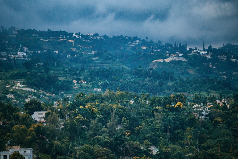 a view of a lush green hillside covered in trees