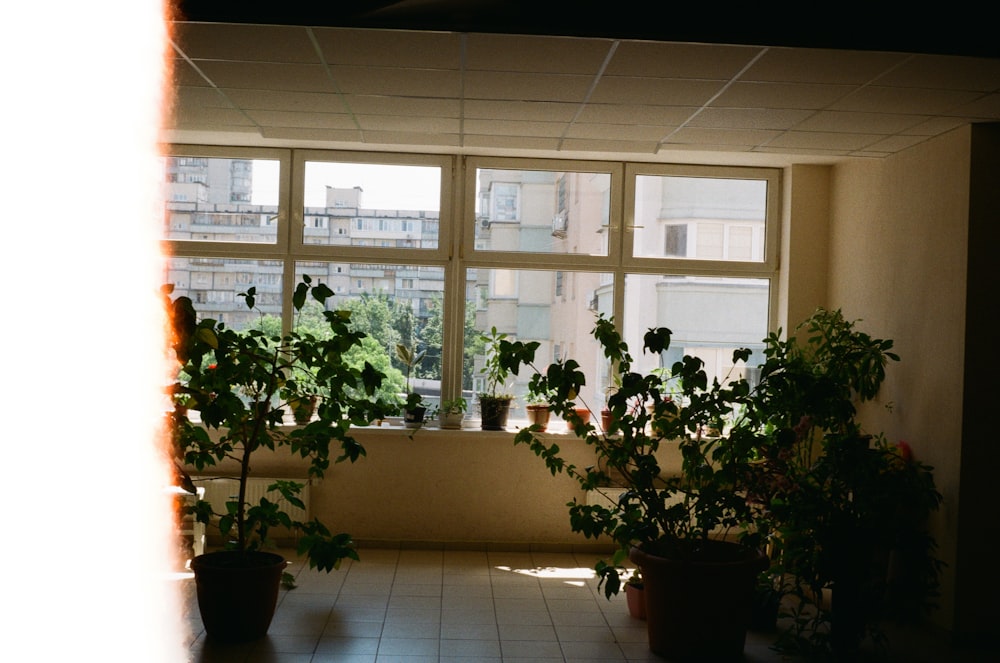 a room filled with potted plants next to a window
