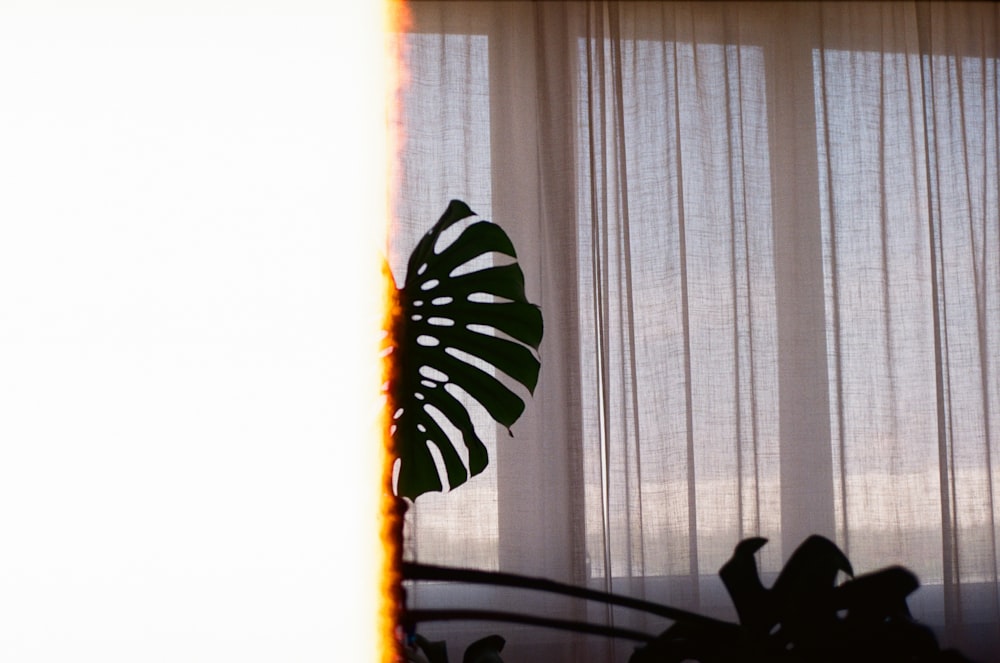 a plant in front of a window with white curtains