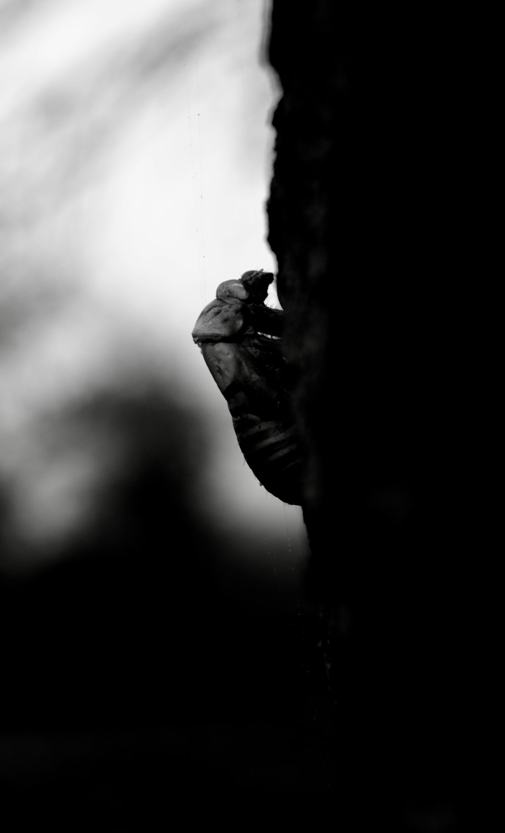 a black and white photo of a person holding a cell phone