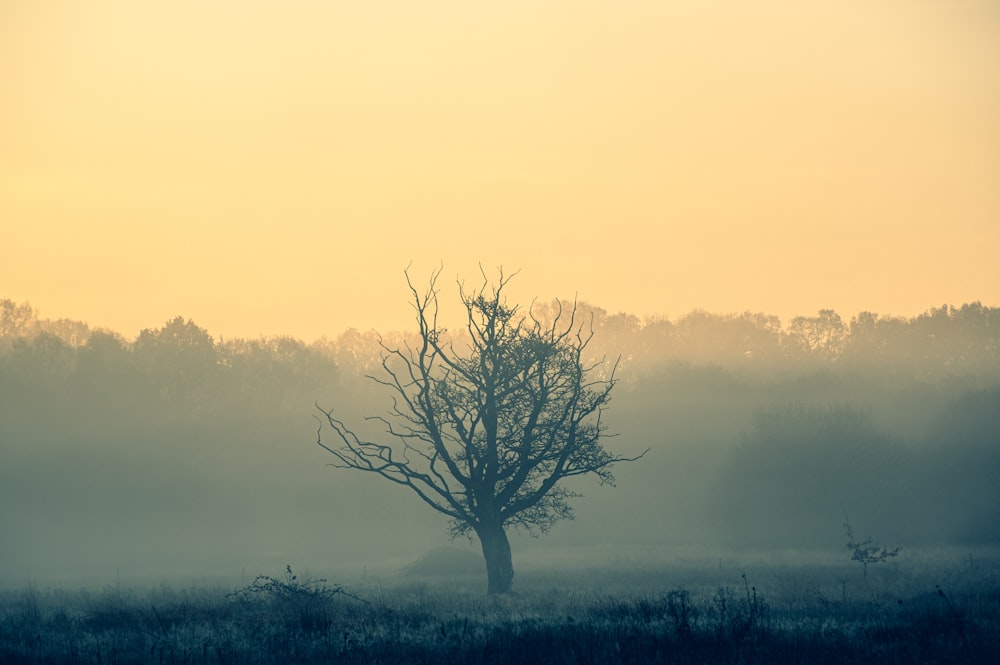 a lone tree stands in the middle of a foggy field