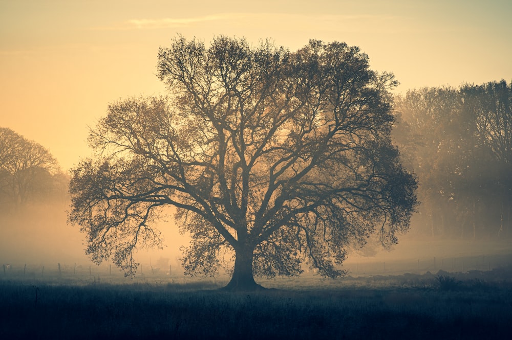 a tree in the middle of a field on a foggy day