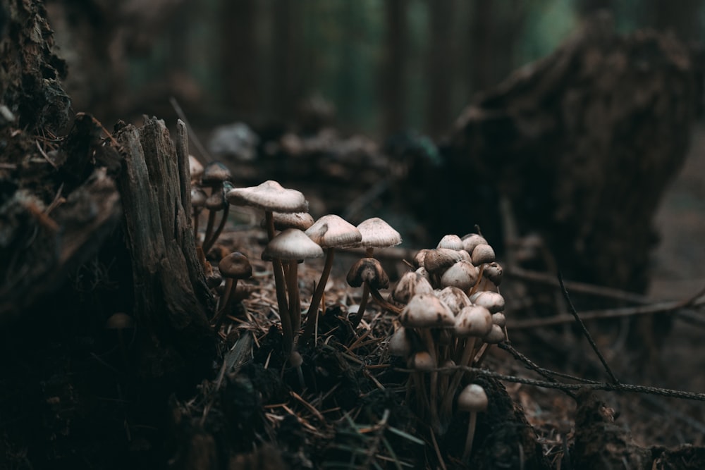 a group of mushrooms growing in the woods