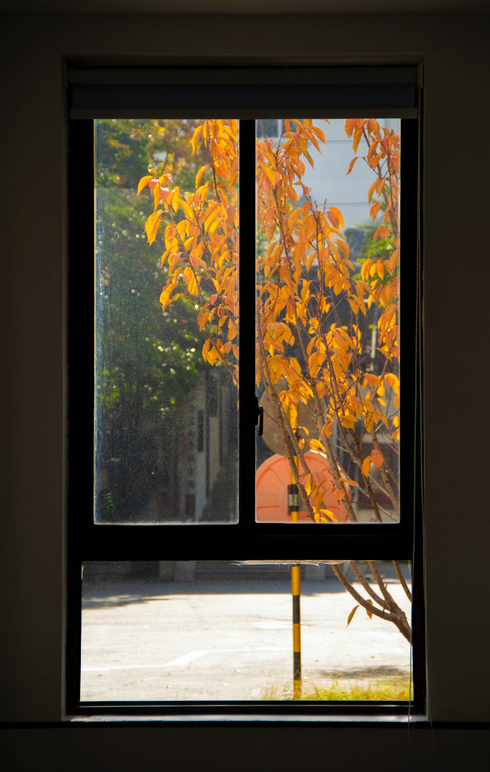 una finestra con vista su un albero all'esterno