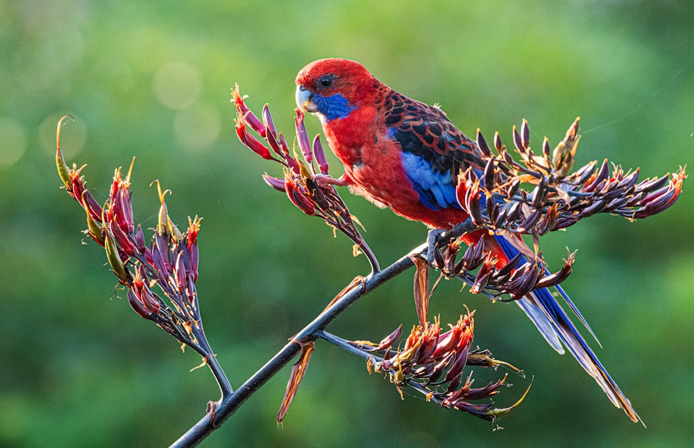 a colorful bird sitting on top of a tree branch