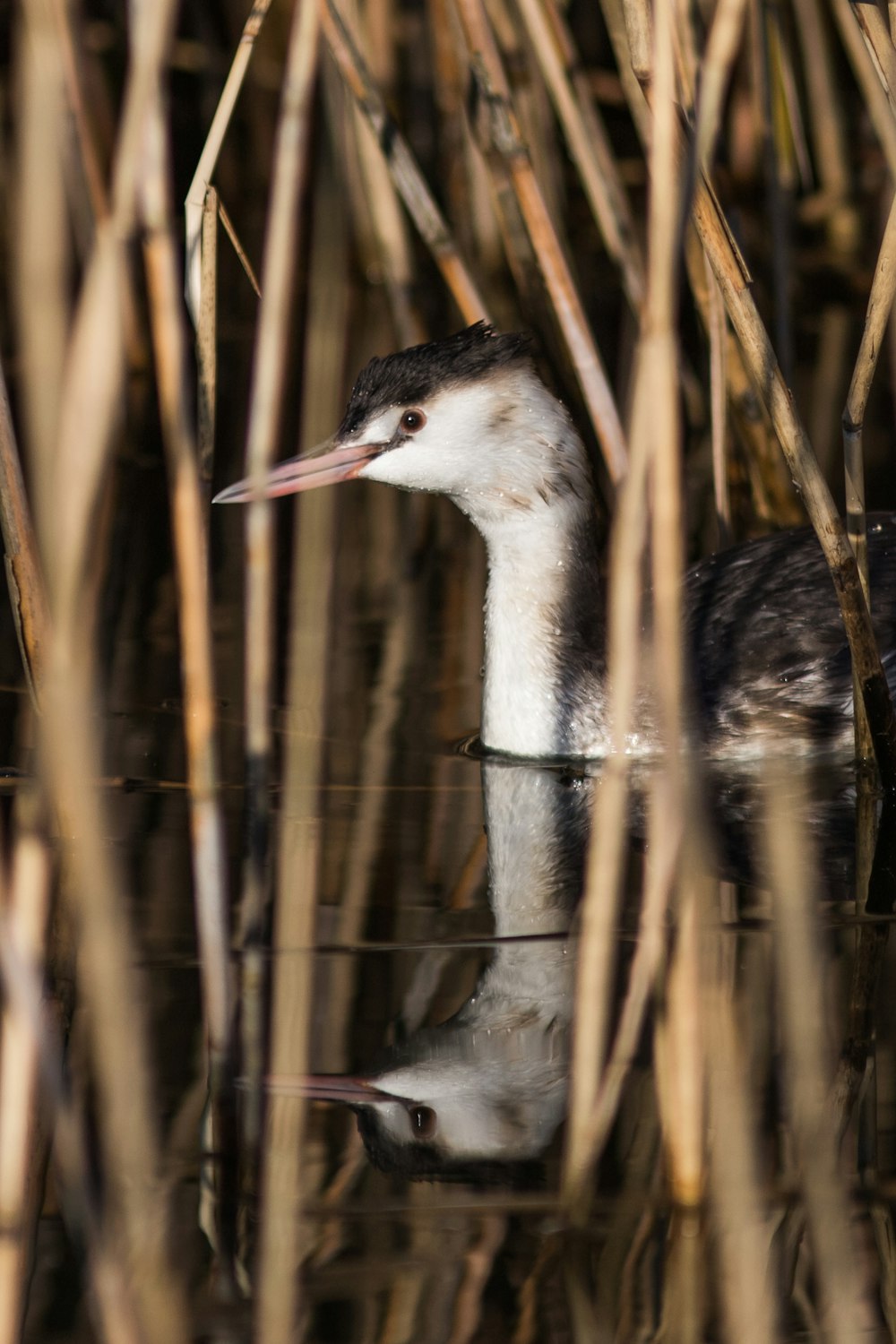 a bird is swimming in a body of water