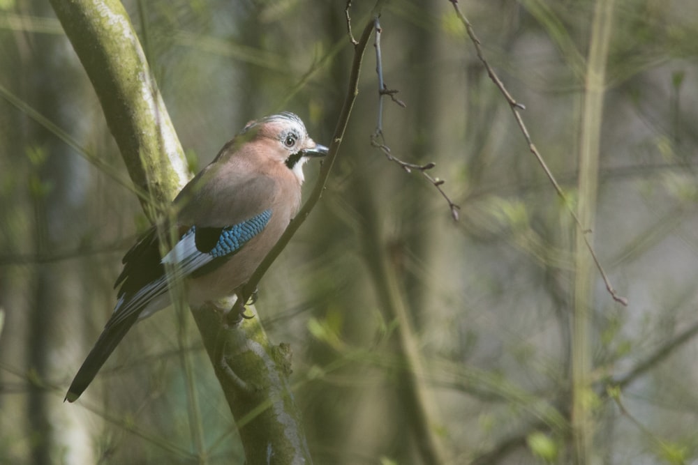 a small bird perched on a tree branch