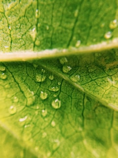 Macro shot of a leaf with visible veins and tiny water droplets, highlighting plant biology details.