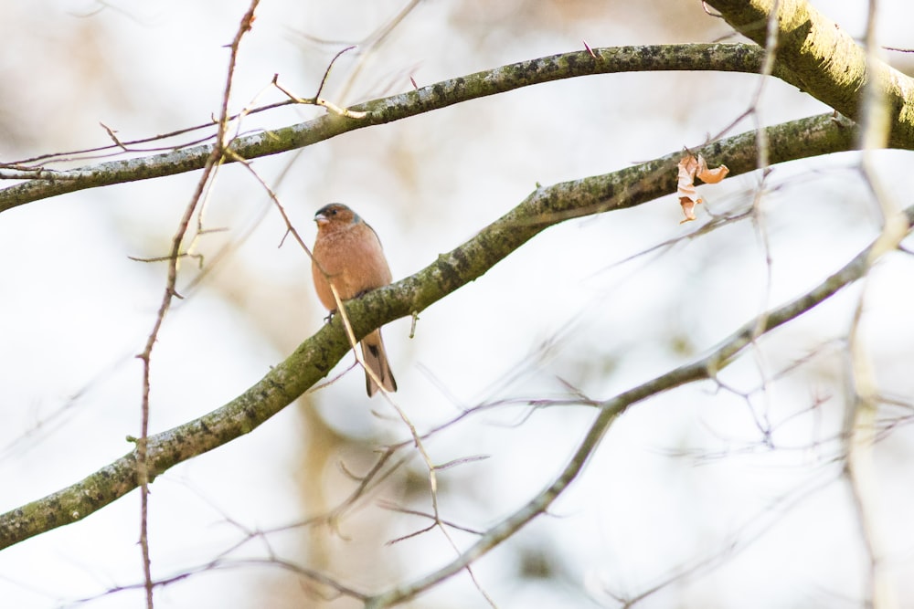 a small bird perched on a tree branch