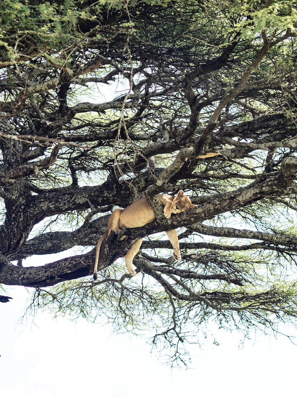 a lion is climbing up a tree branch