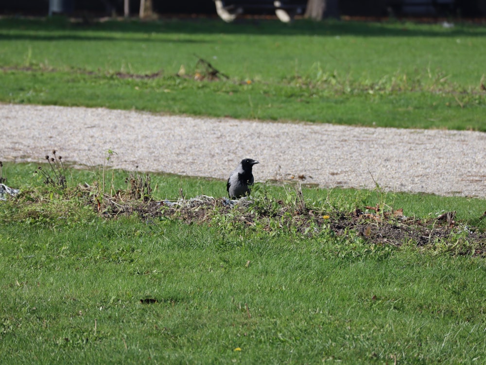 a couple of birds sitting on top of a lush green field