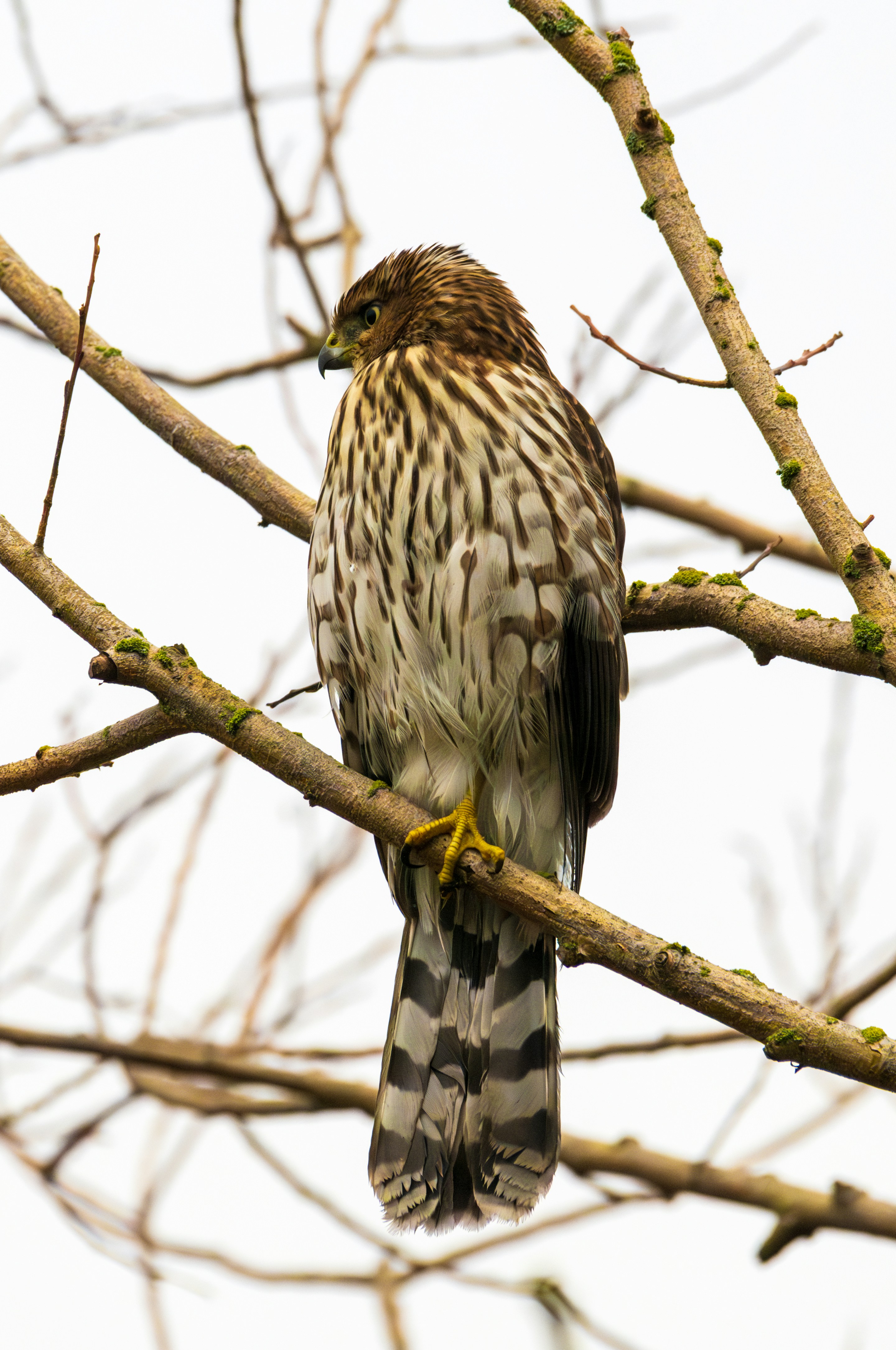 Photo by sicurello_196855